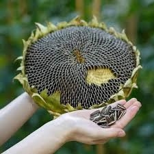(Tổng hợp) Hướng dẫn cách trồng hướng dương lấy hạt năng suất cao 4