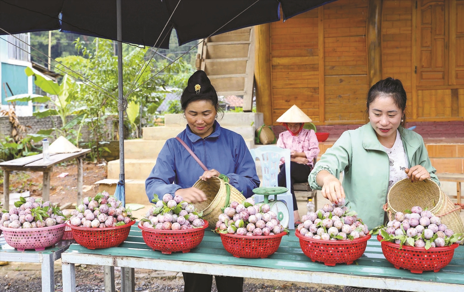 Mùa thu hoạch mận ở Nà Tấu. Ảnh Trịnh Xuân Tư