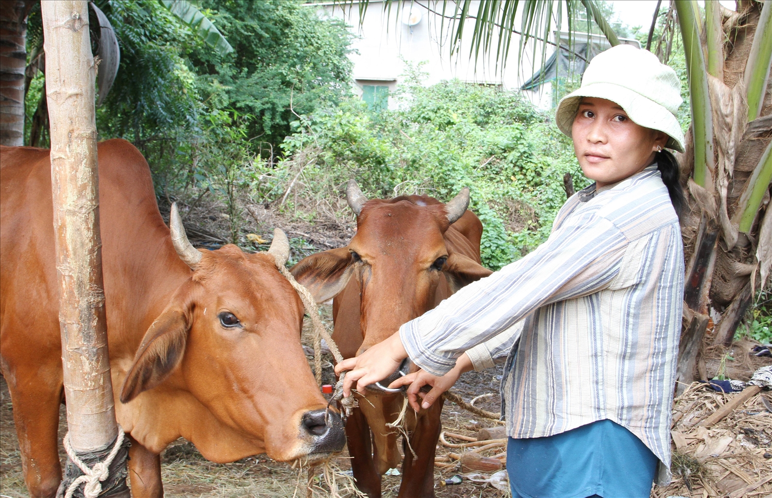Chị Mang Thị Biến nhận hai con bò cái nuôi sinh sản do Dự án 3 Chương trình MTQG 1719 hỗ trợ vốn đồng bào Raglay xã Phước Vinh.