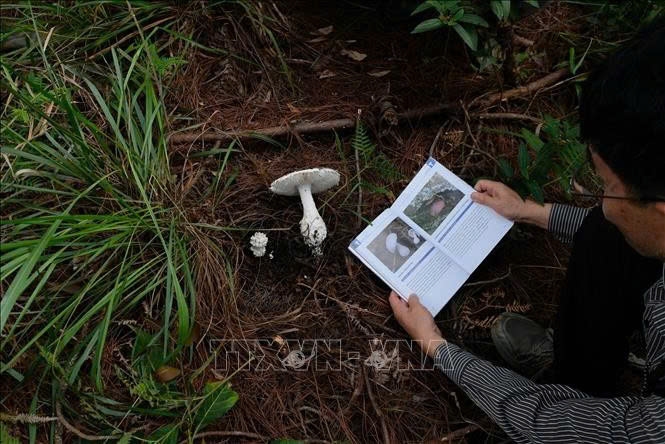Một loại nấm trong chi nấm Amanita (chi nấm có nhiều loại nấm độc) sinh trưởng nhiều trong những cánh rừng thông ở Đà Lạt và vùng phụ cận. Ảnh: TTXVN