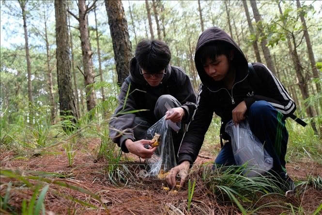 Người dân Đà Lạt và du khách thường có thói quen vào rừng thông hái nấm về ăn trong mùa mưa hàng năm. Ảnh:TTXVN
