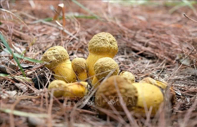Một “ổ nấm” kaki ăn được, mọc dưới tán rừng thông Đà Lạt. Ảnh: TTXVN
