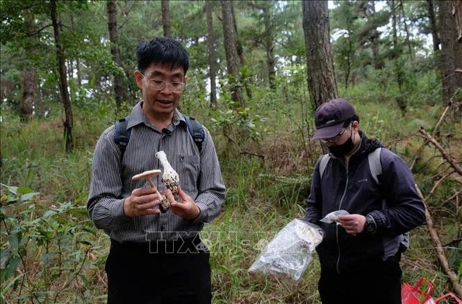 Tiến sỹ Trương Bình Nguyên (Đại học Đà Lạt) có nhiều năm nghiên cứu về nấm hướng dẫn phân biệt các loại nấm rừng thông Đà Lạt bằng hình thái, màu sắc bên ngoài. Ảnh:TTXVN