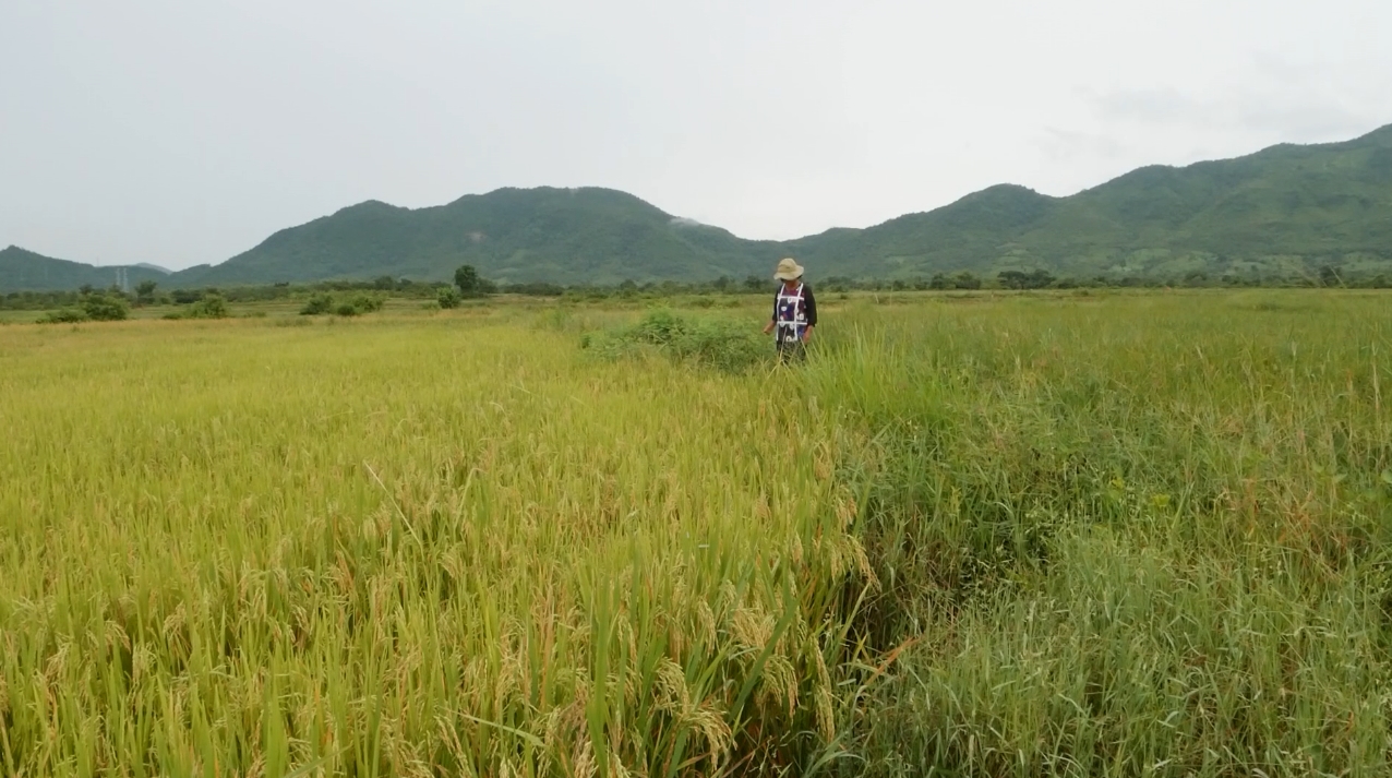Sản xuất lúa, gạo theo tiêu chuẩn Vietgap, bước đột phá của xã Phước Chính, huyện Bác Ái, Ninh Thuận.