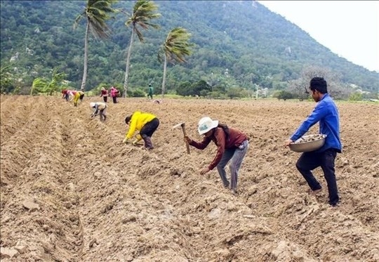 Đồng bào Raglay ở huyện Bắc Ái sản xuất nông nghiệp (Ảnh minh họa).