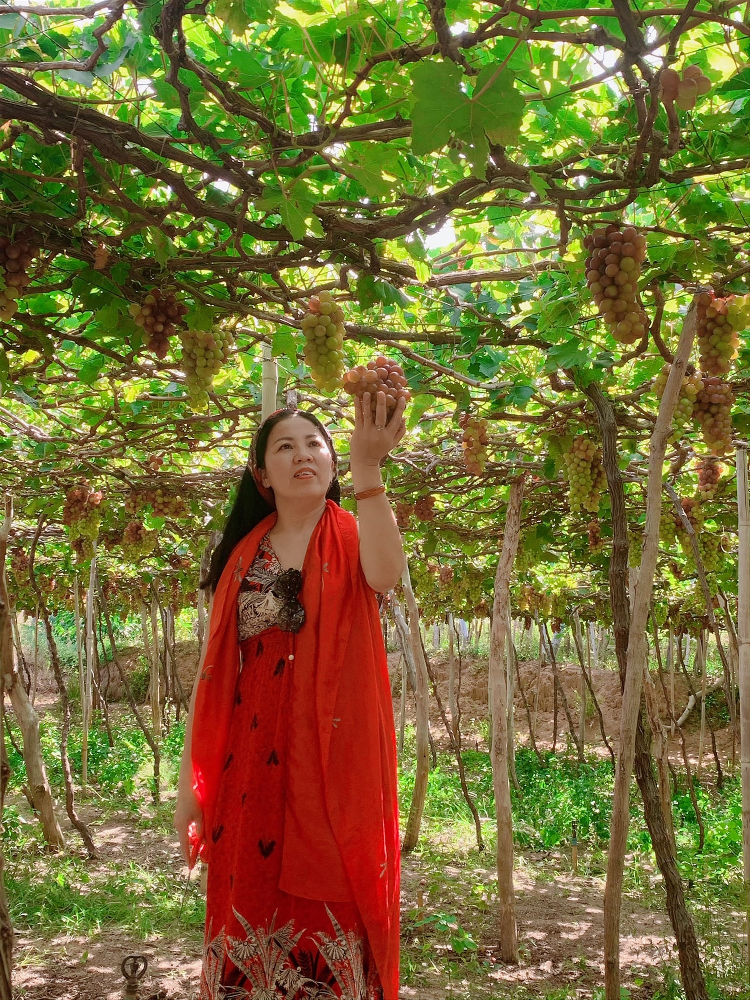 Du khách trải nghiệm hái nho Ninh Thuận