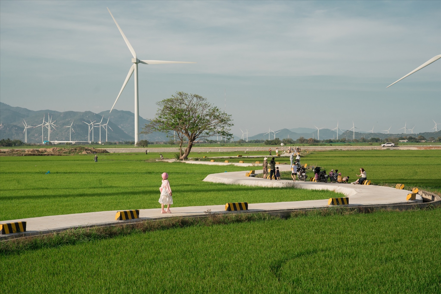 Cánh đồng điện gió ở Ninh Thuận