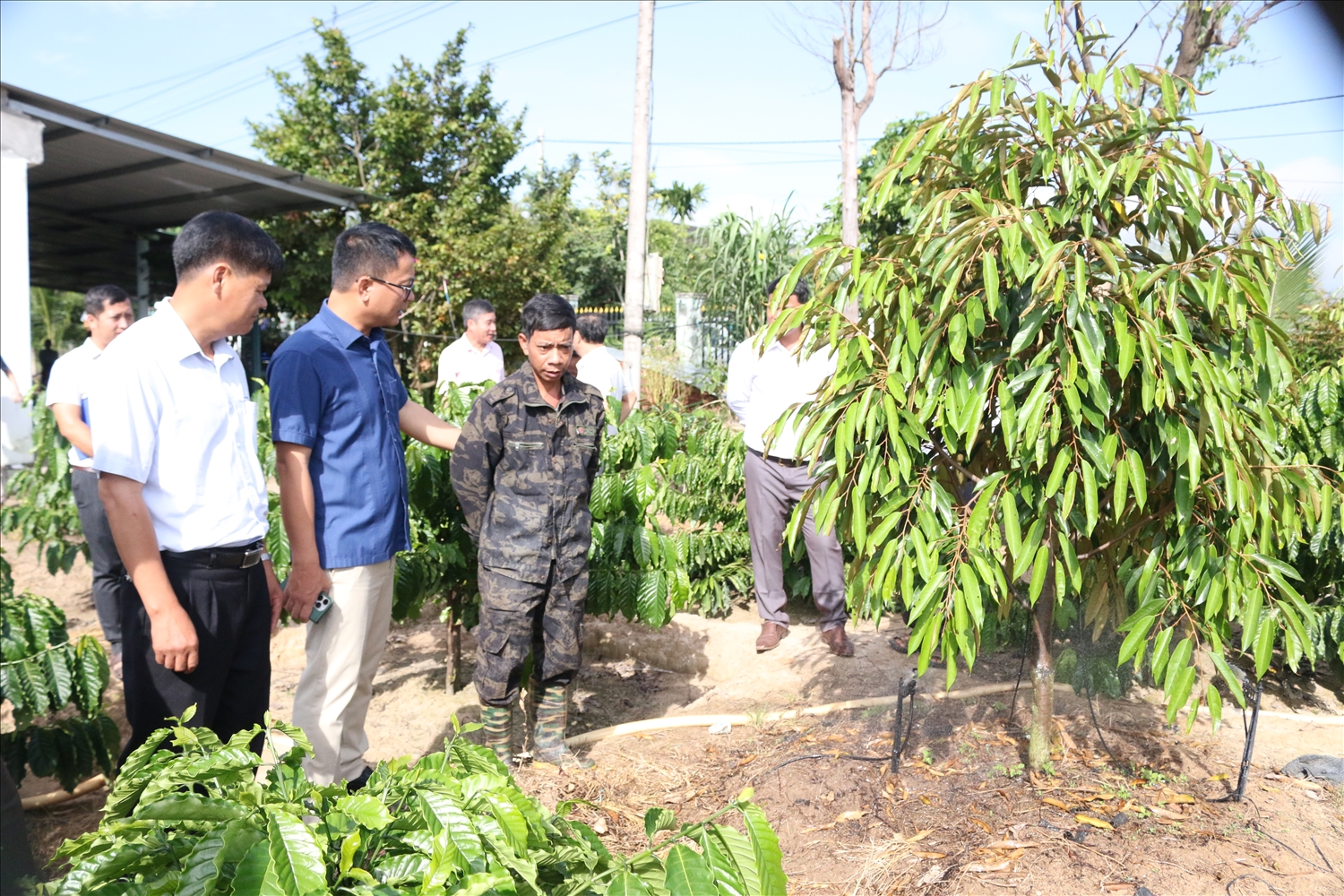 Ông A Lưới (thứ 3 từ trái sang), làng Chứ, xã Ya Ly, huyện Sa Thầy phấn khởi khi vườn cây sầu riêng được hỗ trợ từ nguồn vốn Chương trình MTQG 1719 đang phát triển tốt