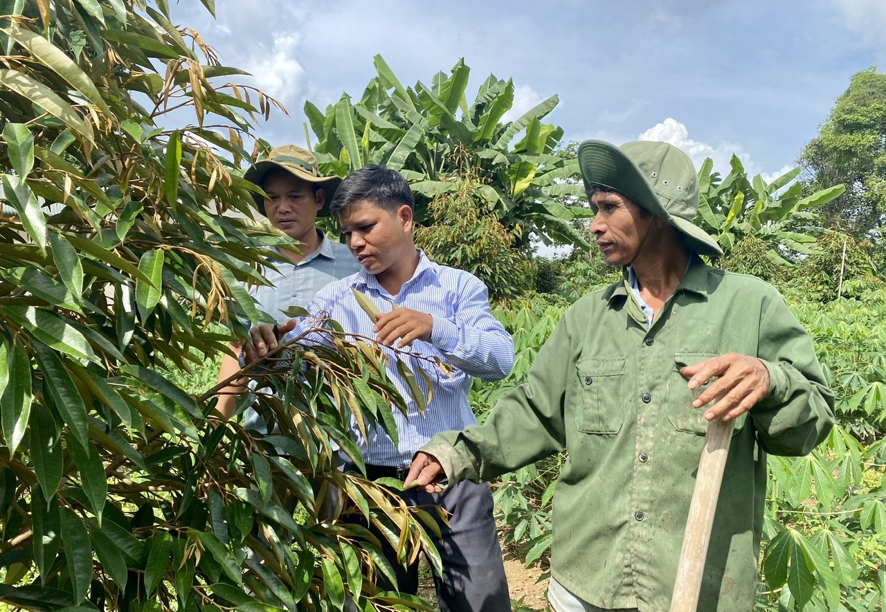 Sau khi được hỗ trợ cây giống sầu riêng, các hộ đồng bào DTTS ở xã Rờ Kơi, huyện Sa Thầy được cán bộ thường xuyên xuống vườn hướng dẫn cách chăm sóc