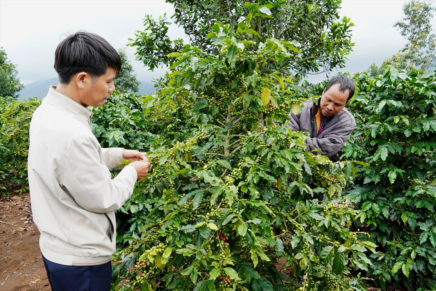 Mô hình hỗ trợ trồng cây cà phê xứ lạnh tại huyện Đăk Glei 