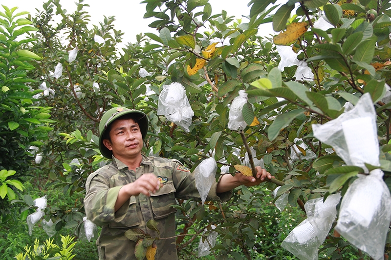 Anh Kiều không chỉ trồng ổi mà còn tiên phong thành lập Hợp tác xã ổi Thành Tâm