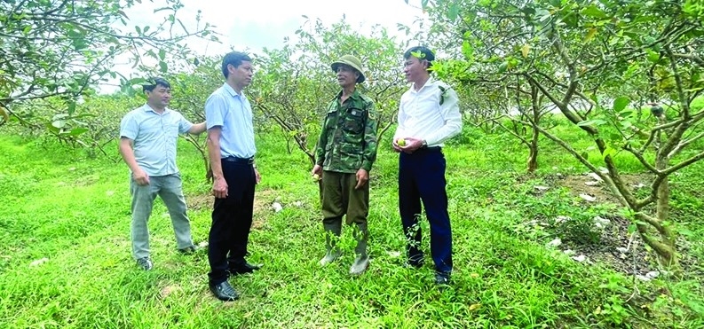 Cán bộ xã Bãi Trành (Như Xuân) thăm vườn ổi của gia đình ông Nguyễn Duy Vĩnh