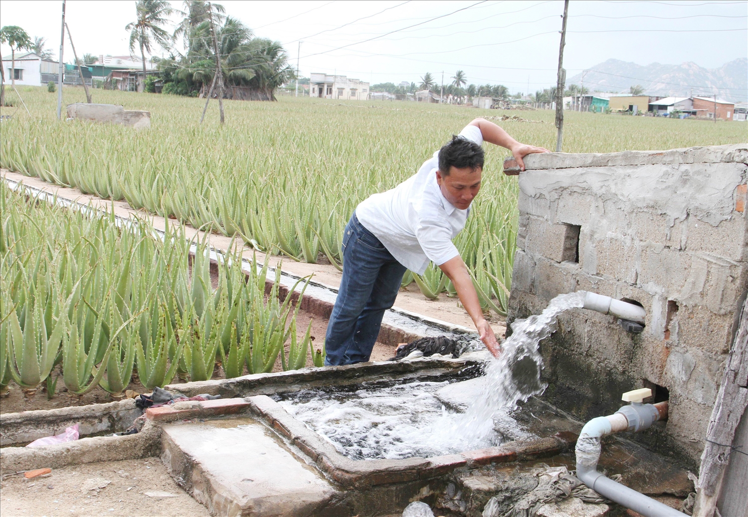 Anh Lê Nguyễn Công Tuân ở phường Văn Hải khai thác nước ngầm chủ động bơm tưới cây nha đam ở phường Văn Hải.