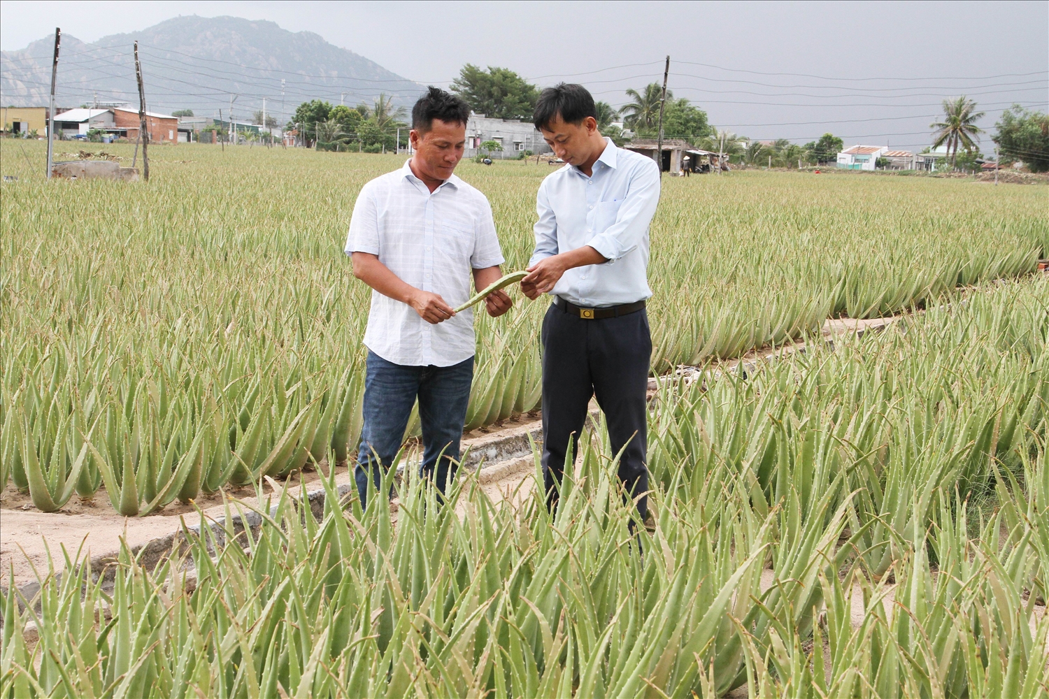 Anh Lê Nguyễn Công Tuân với ruộng trồng nha đam cho thu nhập cao.