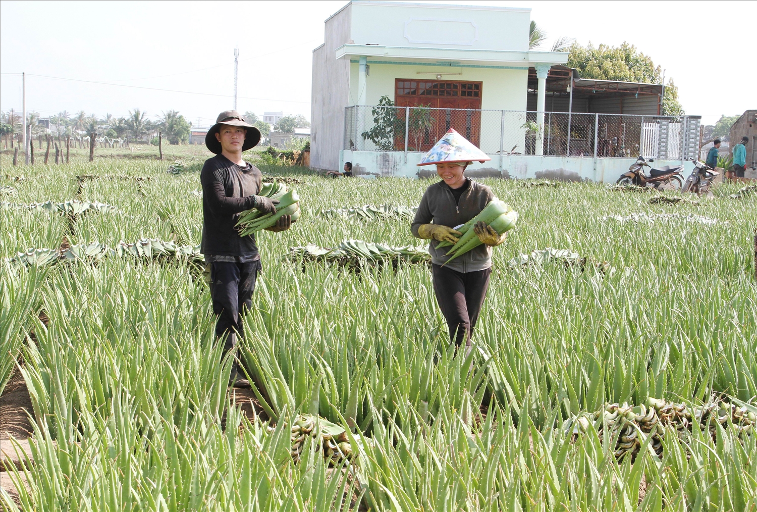 Mùa thu hoạch nha đam của gia đình chị Nguyễn Thị Hiền ở khu 2, phường Văn Hải. 