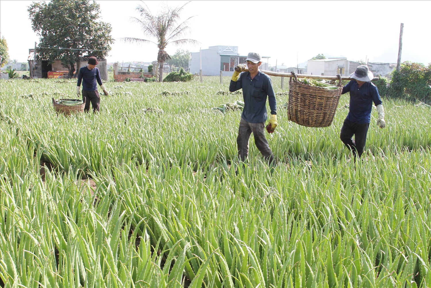 Nhân công nhộn nhịp thu hoạch cây nha đam trên đồng đất Văn Hải. 