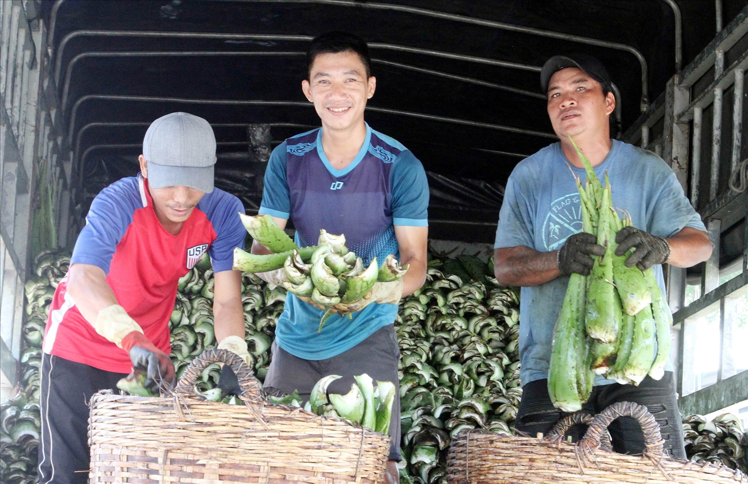 Cây nha đam được thương lái thu mua chở về nhà máy chế biến. 