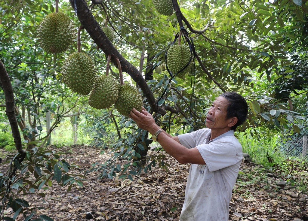 Mô hình trồng sầu riêng ở xã Lâm Sơn, huyện Ninh Sơn, tỉnh Ninh Thuận.