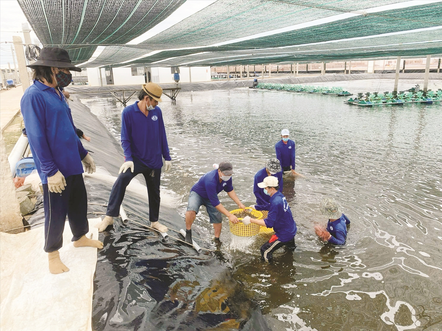 Nông Dân Bạc Liêu thu hoạch tôm công nghiệp.