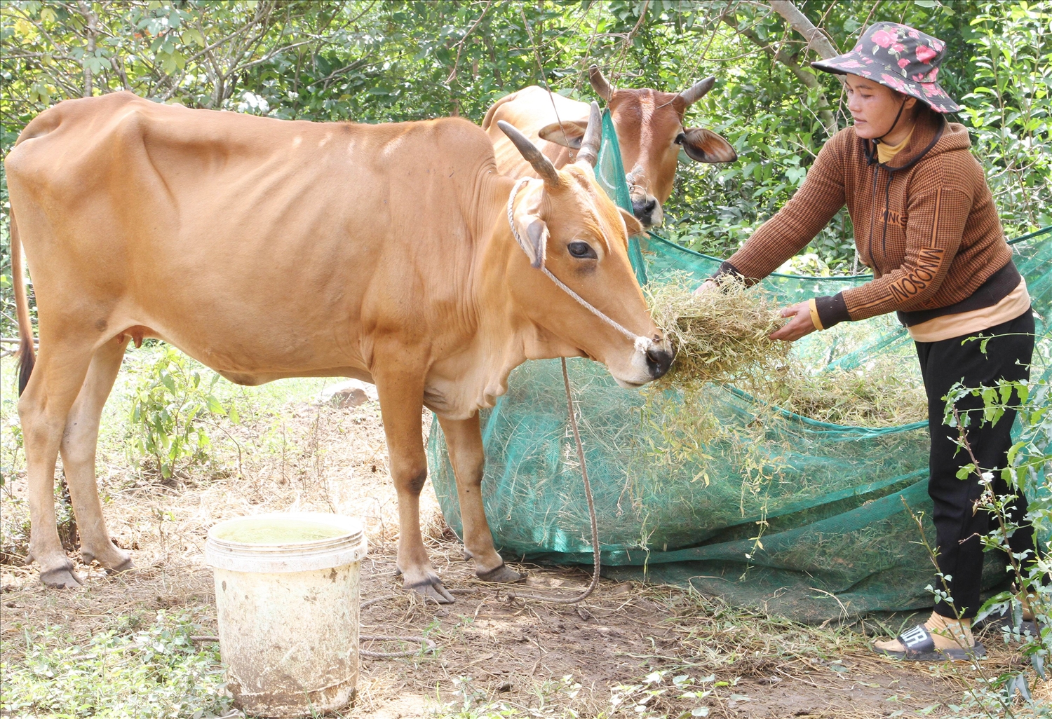 Nguồn vốn Dự án 3 Chương trình MTQG 1719 giúp đồng bào Raglay xã Phước Chiến, huyện Thuận Bắc, mua bò nuôi sinh sản tăng thu nhập, nâng cao đời sống gia đình. 