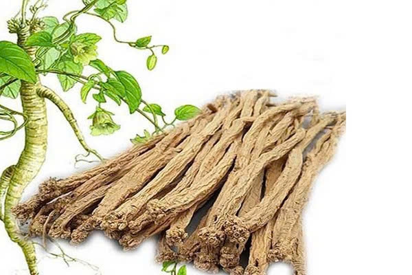Đảng sâm bổ trung ích khí sinh tân dưỡng huyết giúp tăng sức đề kháng.