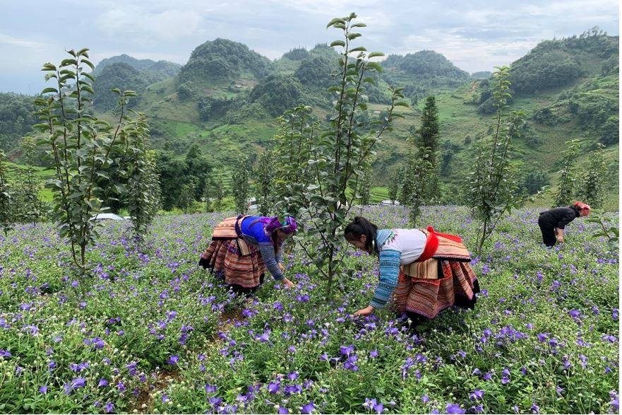 Bà con dân tộc ở Lào Cai trồng xen canh cây dược liệu và cây ăn quả mang lại hiệu quả kinh tế