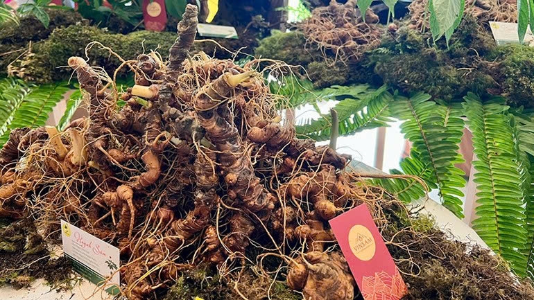 Sâm Ngọc Linh từ một ""cây thuốc giấu" của đồng bào Xê Ðăng, giờ đã vươn mình trở thành cây chủ lực làm giàu của bà con dân tộc thiểu số, giúp đời sống của người dân nơi đây thay đổi rõ rệt. Ảnh: TL