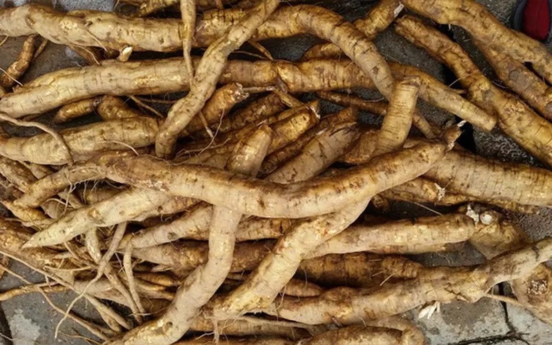 (Tổng hợp) Phương pháp trồng sắn dây cho năng suất cao 2