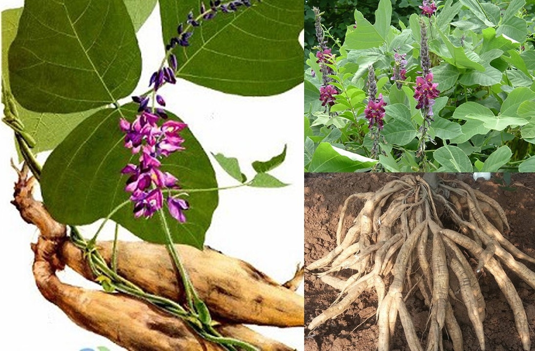 (Tổng hợp) Phương pháp trồng sắn dây cho năng suất cao 1