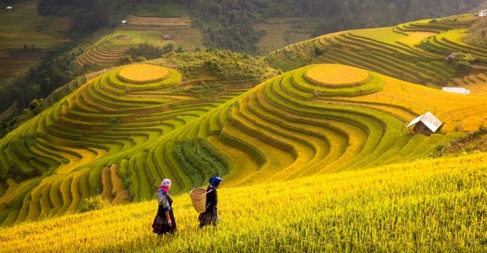 Tây Bắc mùa lúa chín. Ảnh : Internet