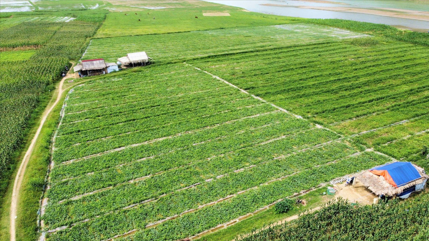 Bà con nông dân xã Minh Tiến phát triển cây dưa hấu