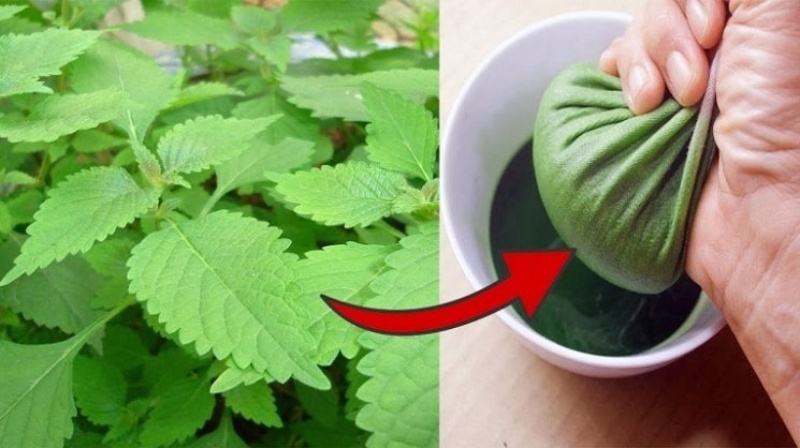 (Tổng hợp) Bài thuốc điều trị cảm cúm từ cây lá vườn nhà 4
