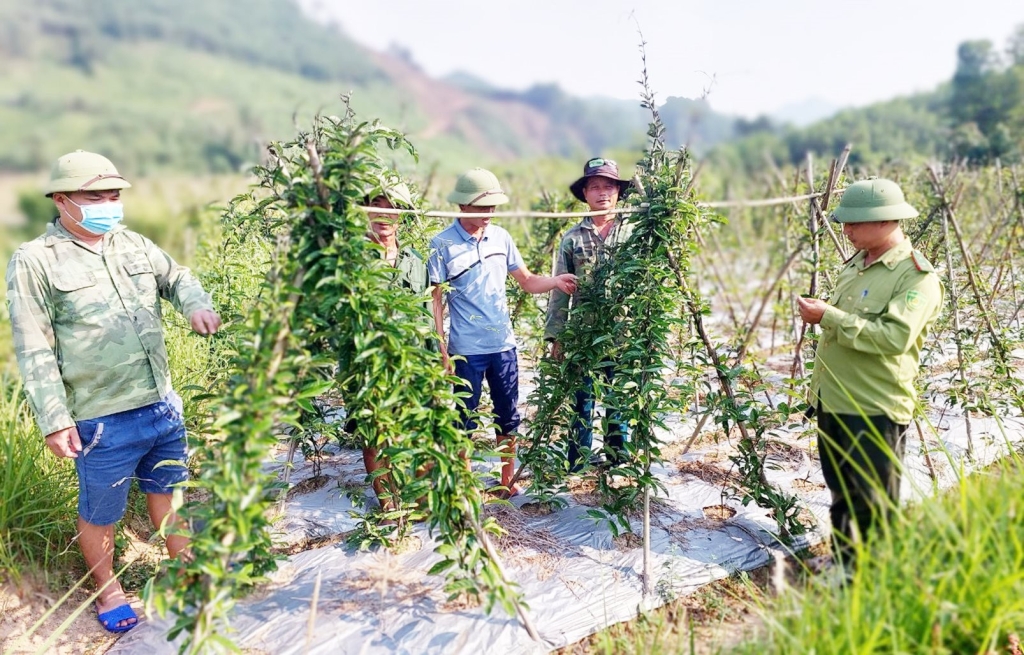 Mô hình trồng ba kích tím ở xã Đạp Thanh