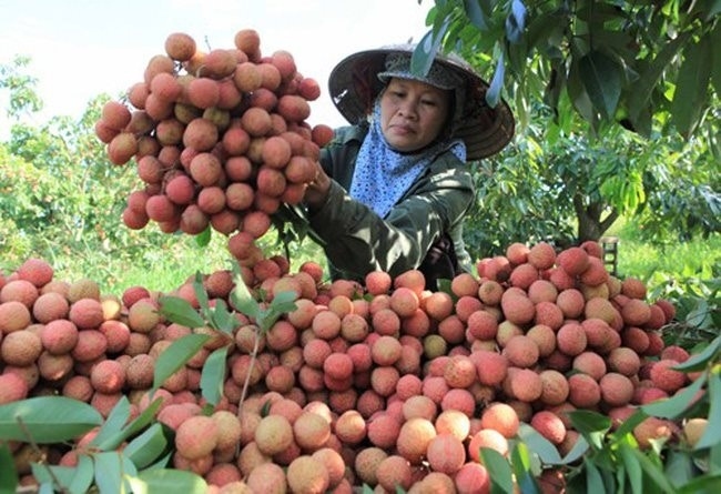 Vải thiều Thanh Hà là đặc sản nổi tiếng Hải Dương