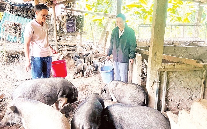 Anh Văn Thăn khởi nghiệp thành công từ mô hình nuôi lợn bản