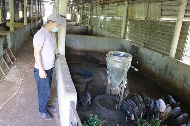 Trang trại nuôi lợn bản theo hướng hữu cơ của anh Lê Văn Hóa, xã Tân Hợp, huyện Hướng Hóa có thu nhập từ 12 đến 15 triệu đồng/ tháng