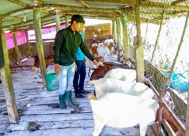 Mô hình nuôi dê của anh Ngô Quang Vũ xã Tân Hợp, huyện Hướng Hóa có thu nhập trong năm gần 300 triệu đồng