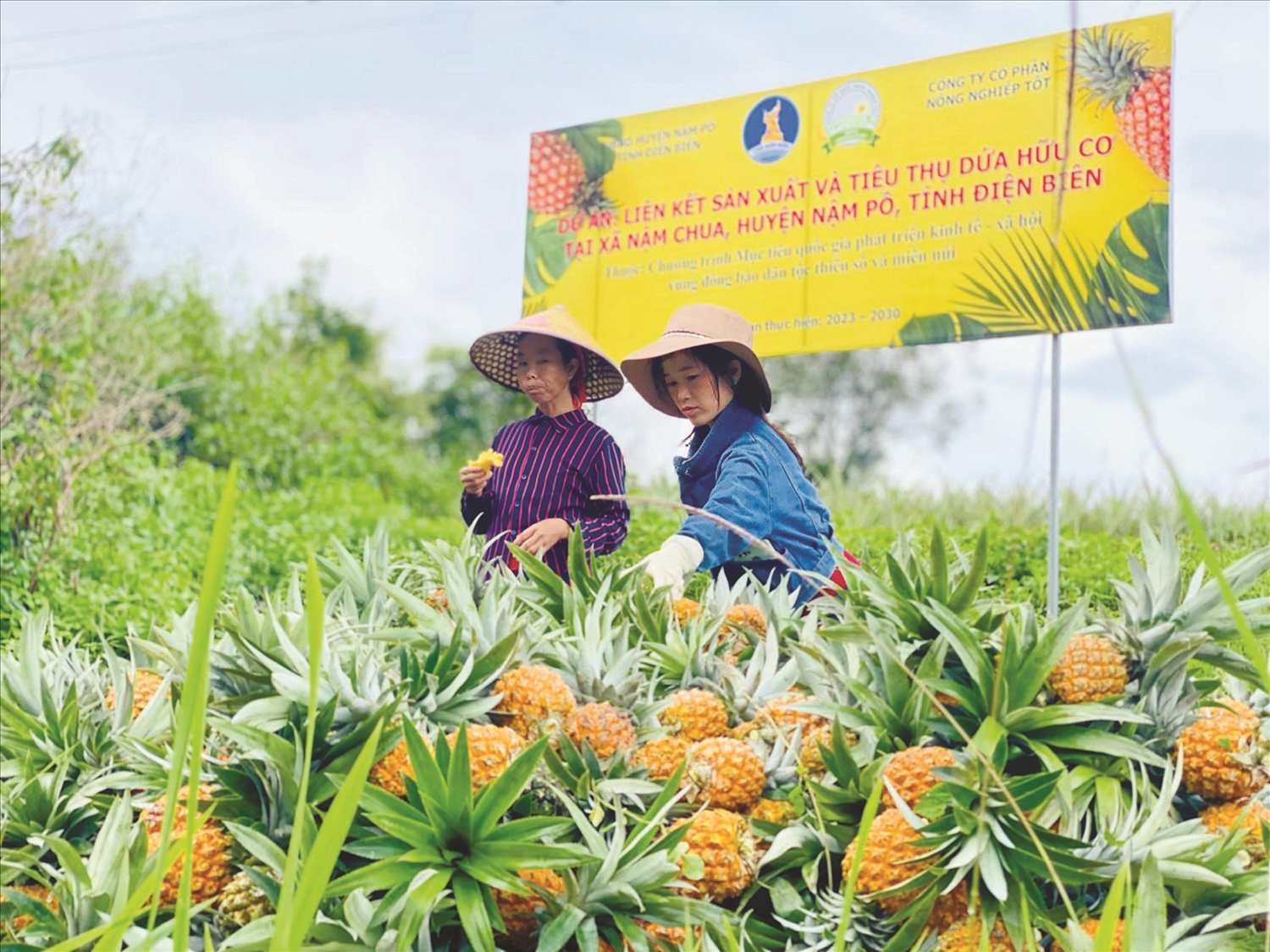Mô hình trồng dứa ở xã Nậm Chua, huyện Nậm Pồ được liên kết sản xuất theo chuỗi giá trị. Ảnh TL