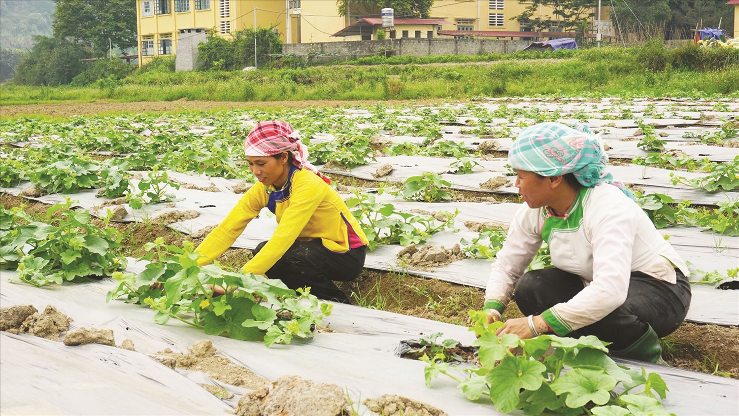  Người dân xã Quang Kim, huyện Bát Xát cải thiện thu nhập từ các giống cây trồng mới