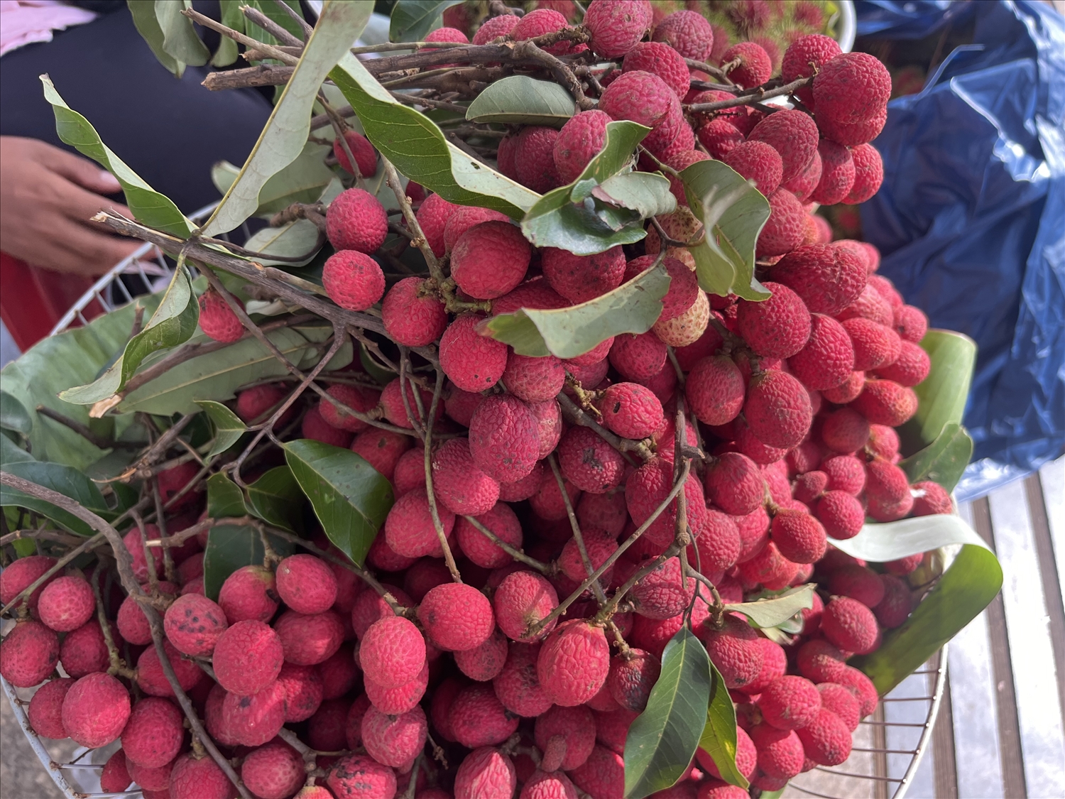 Quả vải rừng