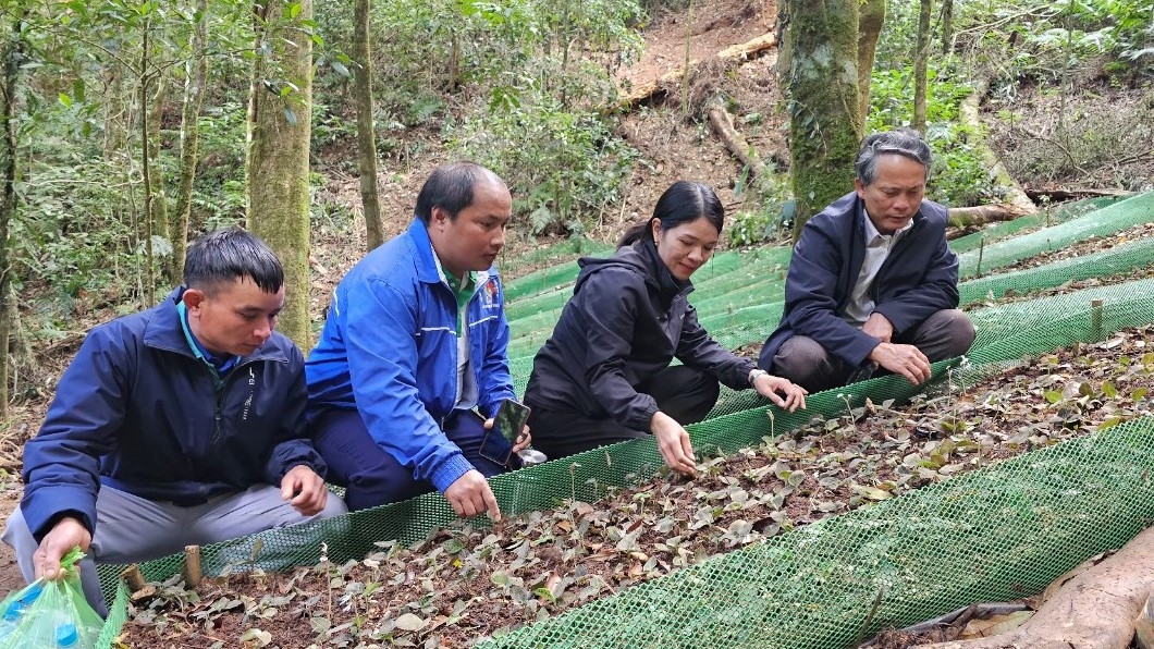 Huyện Tu Mơ Rông luôn tạo điều kiện thuận cho các doanh nghiệp, hợp tác xã đầu tư vào huyện và liên kết với các hộ đồng bào Xơ Đăng để trồng dược liệu 