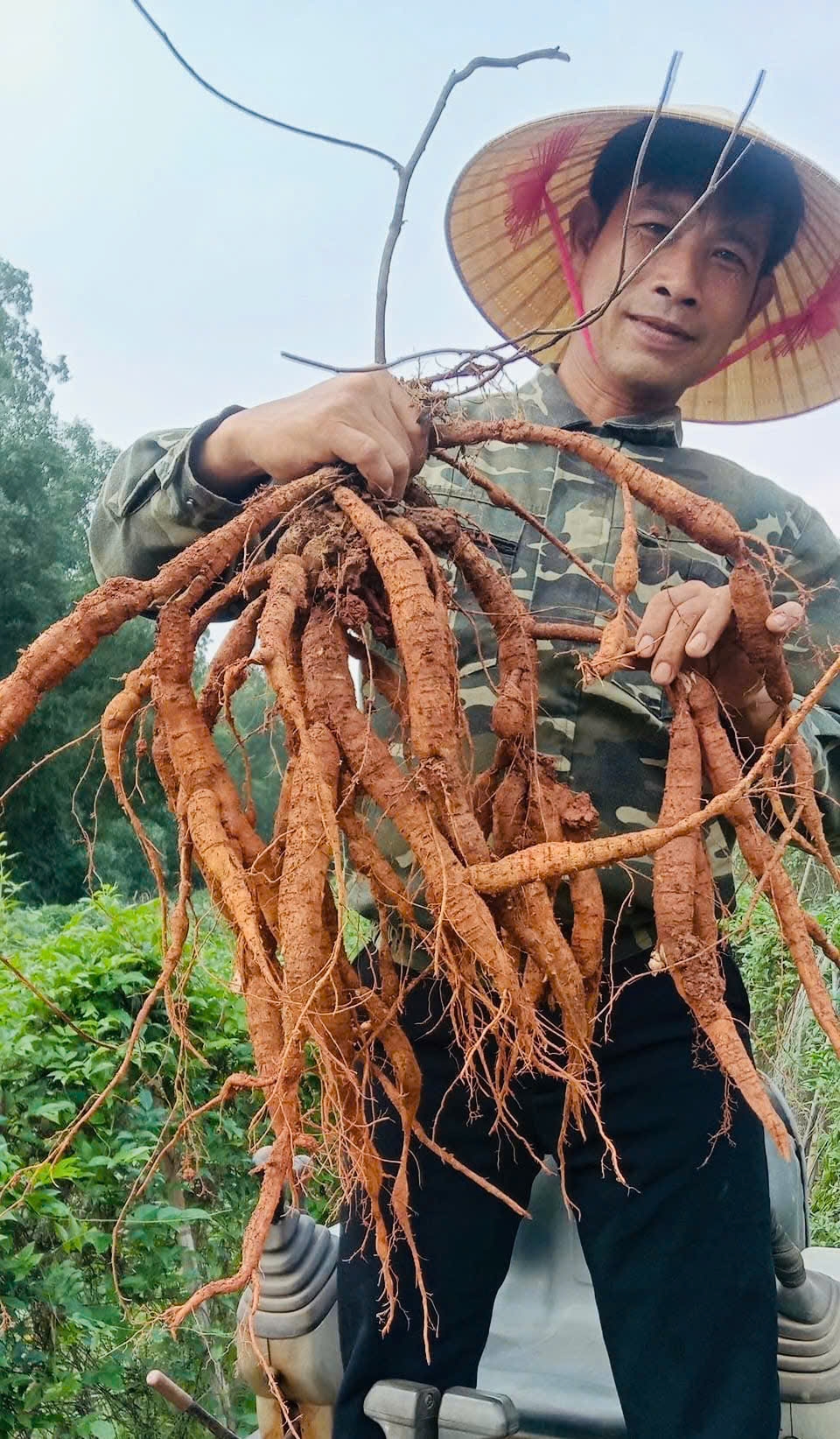 Củ sâm nam núi Dành có chứa hoạt chất saponin có tác dụng bảo vệ bồi bổ, chăm sóc sức khỏe