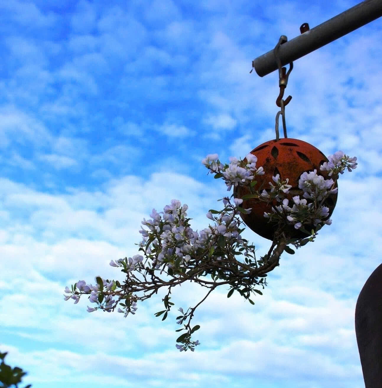 Ông Thạnh tiếp tục tìm tòi, cho ra những tác phẩm bonsai ngày càng độc đáo. (Ảnh nhân vật cung cấp).
