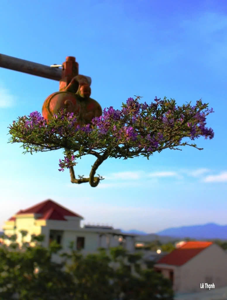 Để có những dáng thế bonsai ngược độc đáo, ông Thạnh trải qua quá trình tìm hiểu, chăm sóc, uốn nắn cây. (Ảnh nhân vật cung cấp).