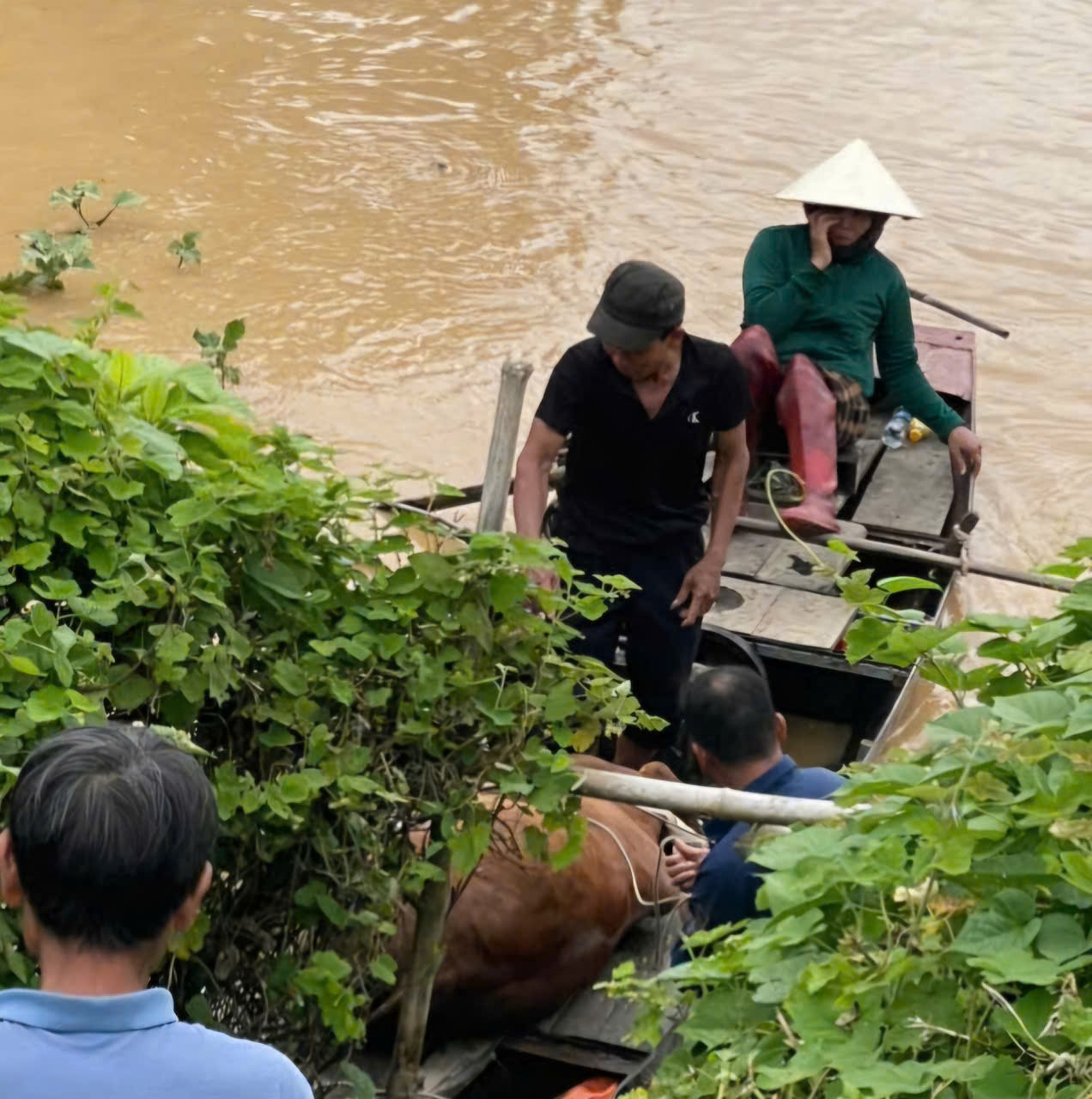 Chính quyền địa phương và người dân dùng thuyền để chở bò từ bãi bồi Sông Lam Lên bờ (Ảnh: Phạm Tiến)
