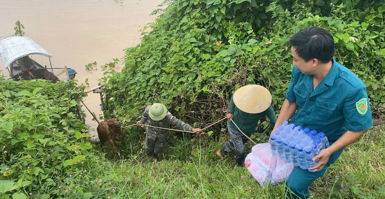 Lần lượt từng con bò được đưa lên bờ an toàn (Ảnh: Phạm Tiến)