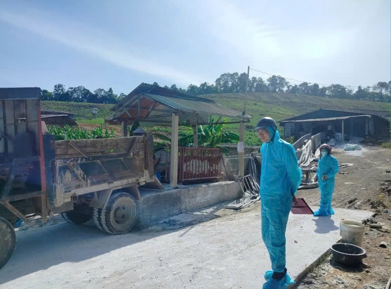Thu gom lợn bị bệnh tại xã An Nghĩa đem đi tiêu hủy. Ảnh:ITN
