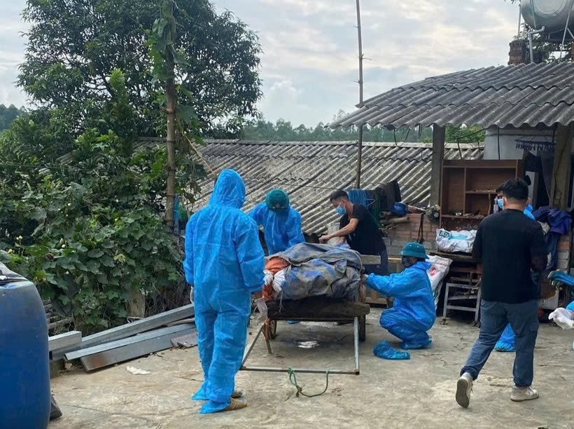 Tiêu hủy lợn bị bệnh tại xã Phù Ninh ngày 24/7. Ảnh: ITN