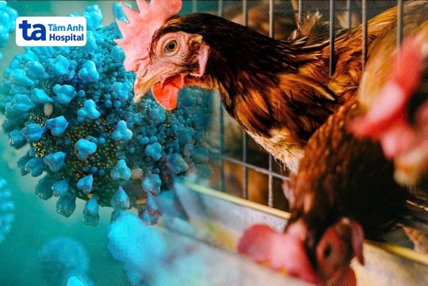 Cúm A/H5N1 hay còn gọi là cúm gia cầm xảy ra trên gà, vịt, ngan, ngỗng có thể lây sang người. Ảnh: ITN