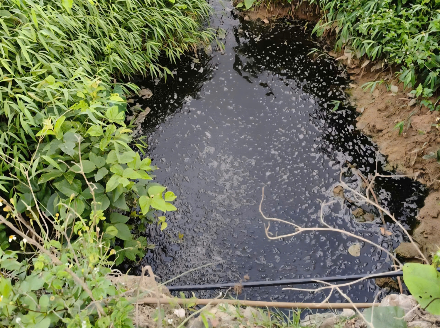 Chung nỗi lo, anh Bế Văn Thảo, một người dân khu 10 (Mông Dương) chia sẻ: “Không hiểu xử lý kiểu gì mà mùi hôi thì nồng nặc cả vùng, nước thì ngày càng bẩn. Thế này thì sống sao nổi. Một là phải di dời dân đi nơi khác, hai là dừng ngay việc đổ rác tại đây.” (Ảnh: Người dân cung cấp)